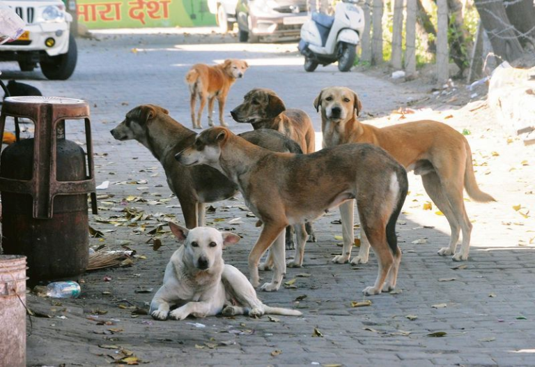 Stray dogs on an Indian street, a common target of animal cruelty India cases