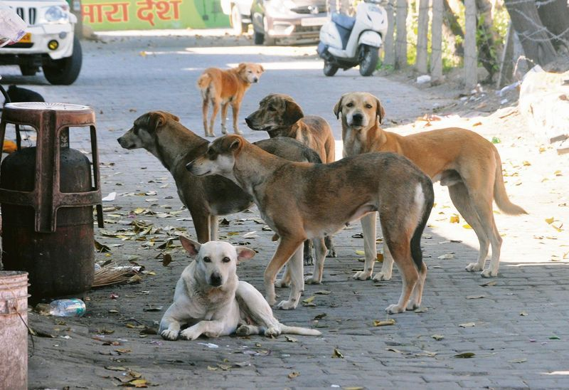 Indie Dog Breed Guide India: Why Indian Street Dogs Are the Best Pets You Are Not Considering