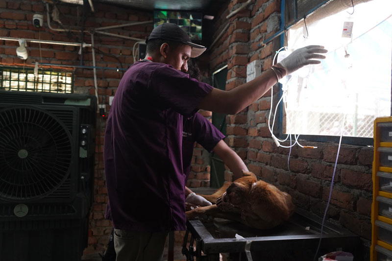Coping with Pet Loss: A Grief Guide for Owners, Feeders & Rescuers of Dogs in India