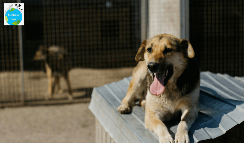 Feeding a Rescued, Malnourished Stray Dog Back to Health: A Recovery Nutrition Guide