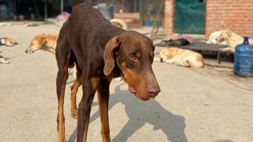 How to Safely Approach and Handle a Fearful or Territorial Community Dog