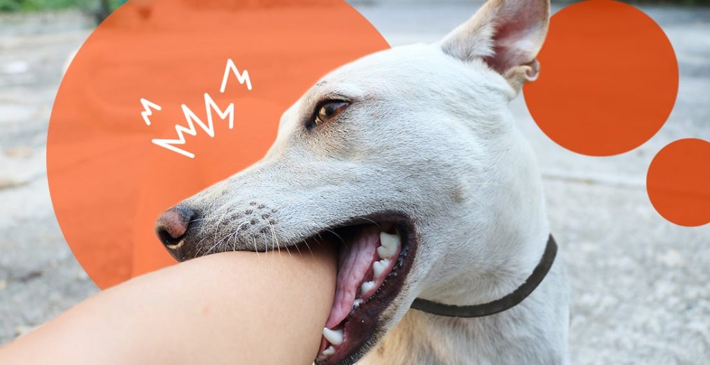 Dog Bite First Response: Rabies Risk, Wound Care & When You Need Post-Exposure Treatment