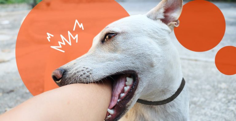 Dog Bite First Response: Rabies Risk, Wound Care & When You Need Post-Exposure Treatment