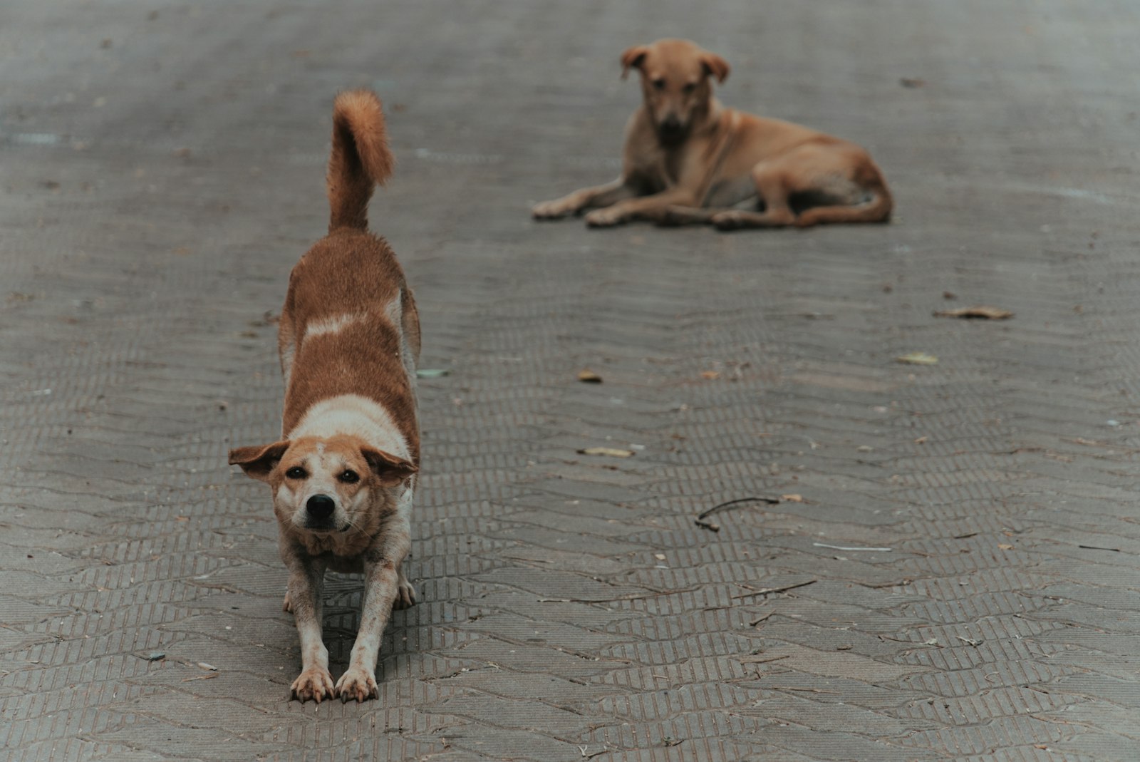 adoption counselling India: two street dogs waiting on a road
