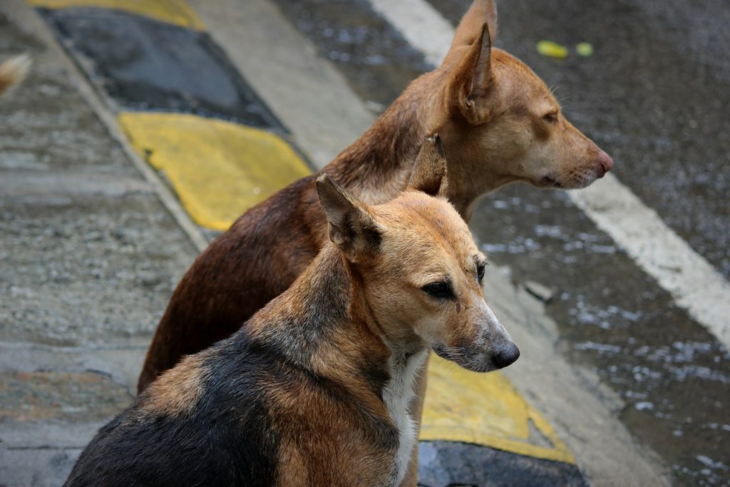 The Evolution of Animal Welfare Law in India: From 1960 to Today