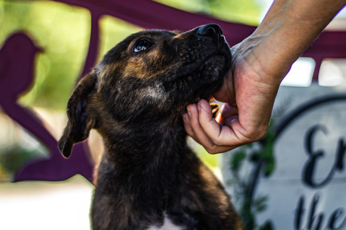 how to help animals without money India: volunteer petting a rescued puppy