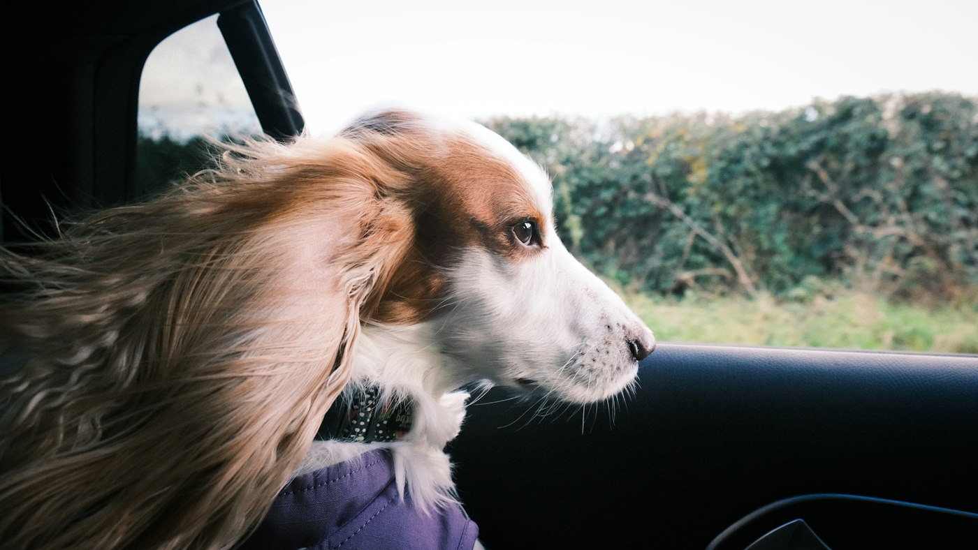 Travelling with dog in India: a rescue dog sitting in a car before a road trip