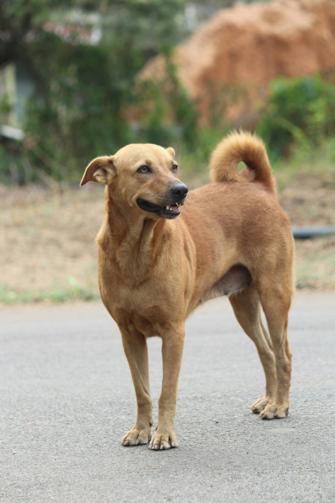 Why People Abandon Pets in India and How Adoption Counselling Prevents It